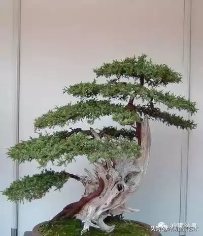 藏家雜談 | 一盆黑松盆景拍出了184萬元......