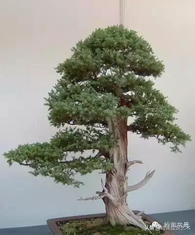 藏家雜談 | 一盆黑松盆景拍出了184萬元......
