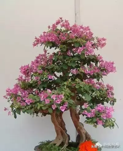 藏家雜談 | 一盆黑松盆景拍出了184萬元......