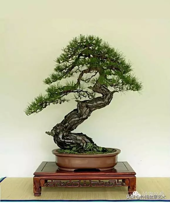 藏家雜談 | 一盆黑松盆景拍出了184萬元......