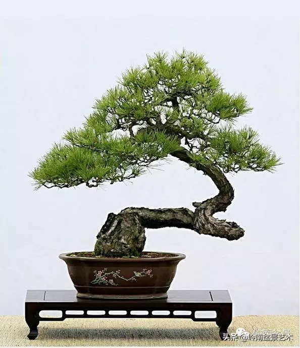 藏家雜談 | 一盆黑松盆景拍出了184萬元......