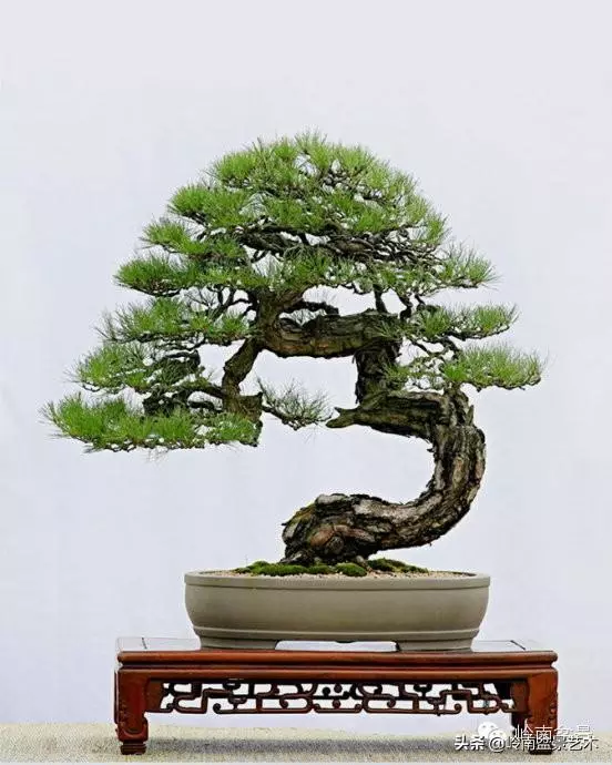 藏家雜談 | 一盆黑松盆景拍出了184萬元......