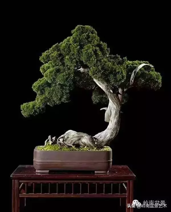 藏家雜談 | 一盆黑松盆景拍出了184萬元......