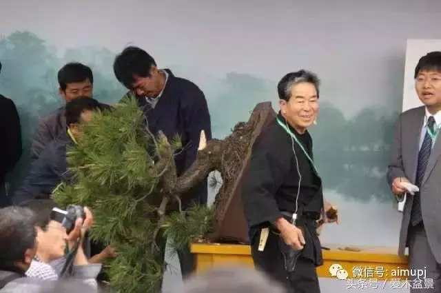 日本盆景大師小林國雄造型示範,松樹盆景大枝拿彎技術很強