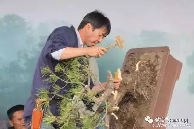日本盆景大師小林國雄造型示範,松樹盆景大枝拿彎技術很強