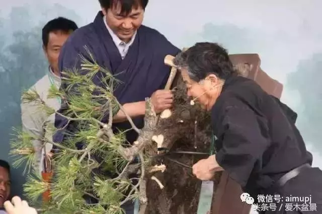 日本盆景大師小林國雄造型示範,松樹盆景大枝拿彎技術很強