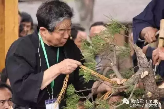 日本盆景大師小林國雄造型示範,松樹盆景大枝拿彎技術很強
