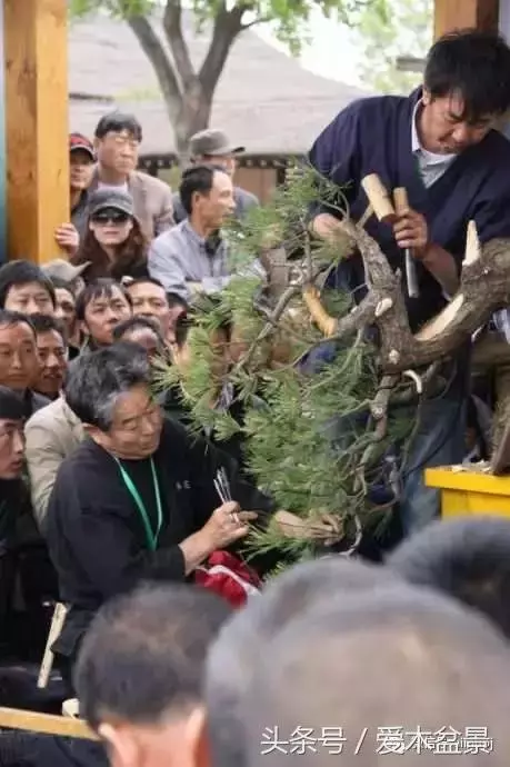 日本盆景大師小林國雄造型示範,松樹盆景大枝拿彎技術很強