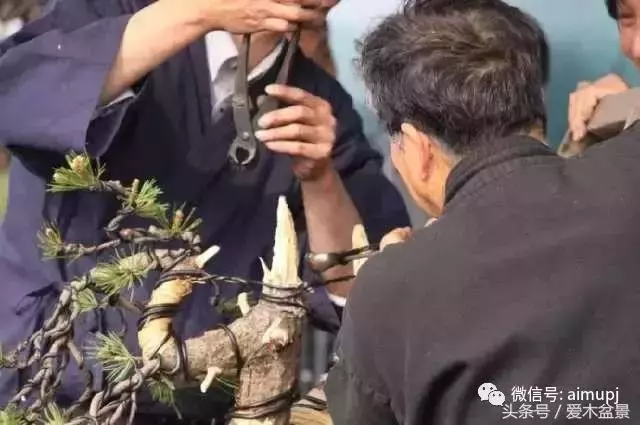 日本盆景大師小林國雄造型示範,松樹盆景大枝拿彎技術很強