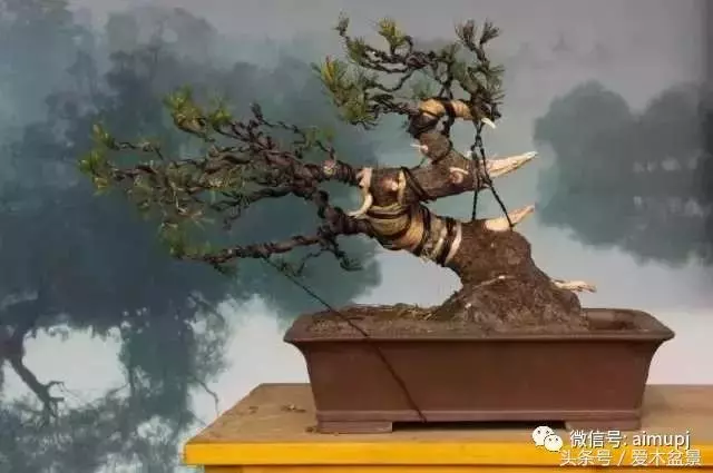日本盆景大師小林國雄造型示範,松樹盆景大枝拿彎技術很強