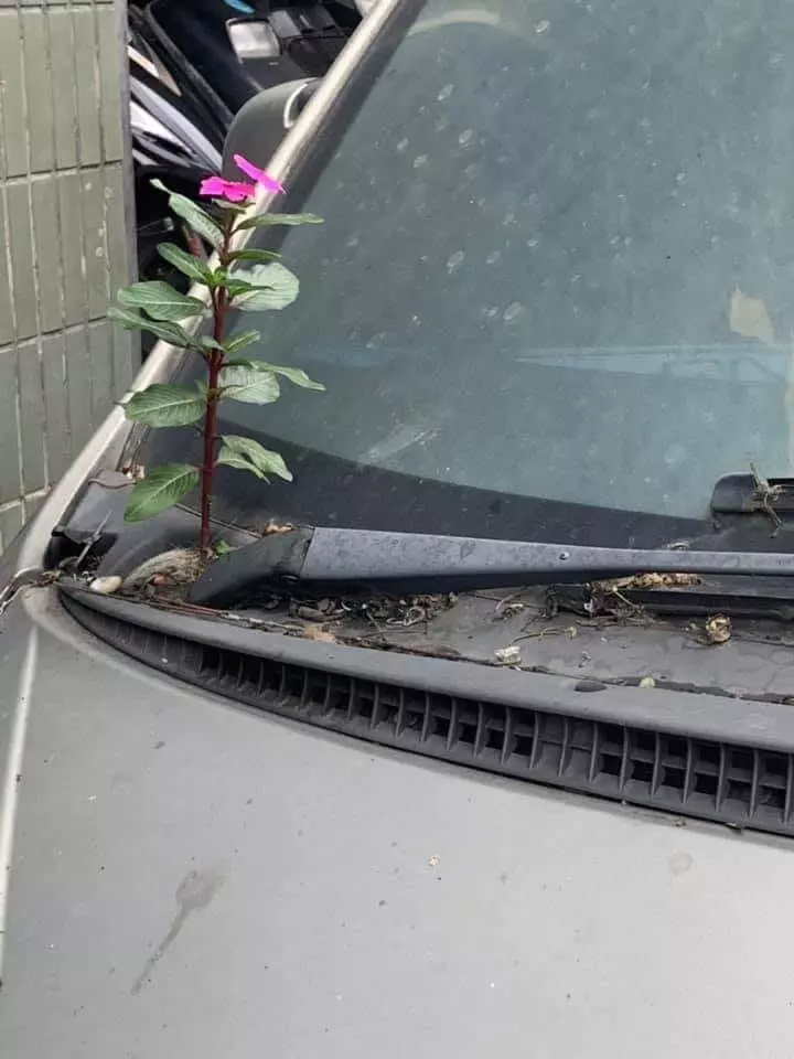 車主長期霸占車位,停到「花兒都開了」...網驚呆:「車車造型的花盆?!」