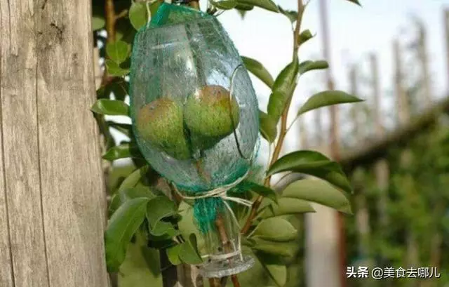那麼大的梨是怎麼放進酒瓶里的?知道真相,感覺智商受到碾壓