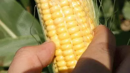 想讓自己的身體更年輕?這種便宜的食物不可錯過!