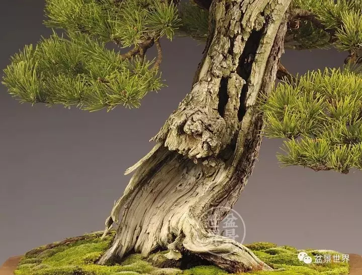 盆景世界~枯幹的講究