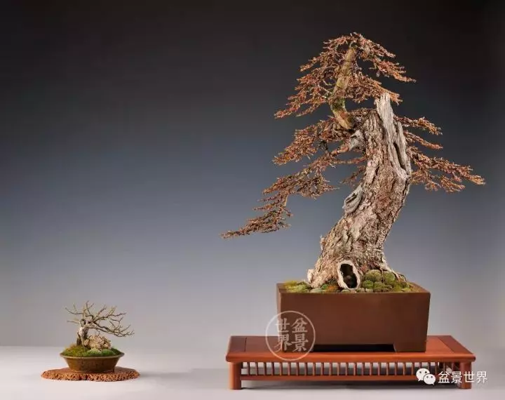盆景世界~枯幹的講究