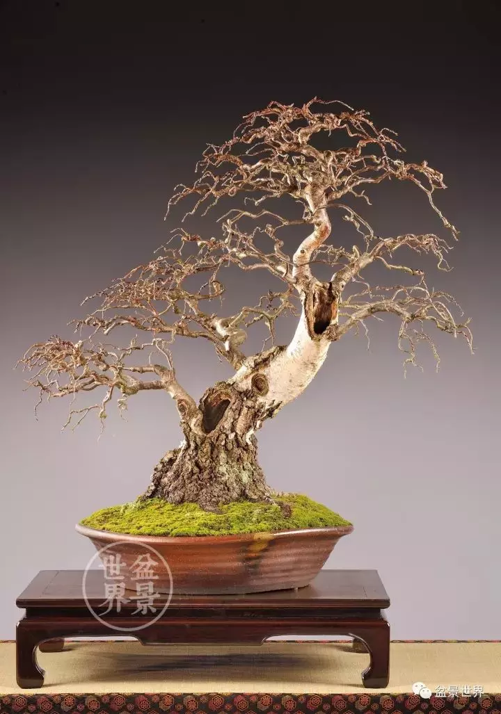 盆景世界~枯幹的講究