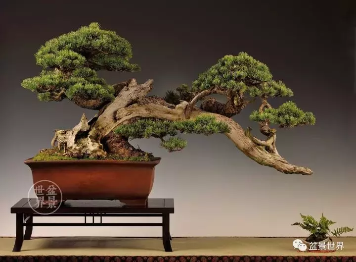 盆景世界~枯幹的講究