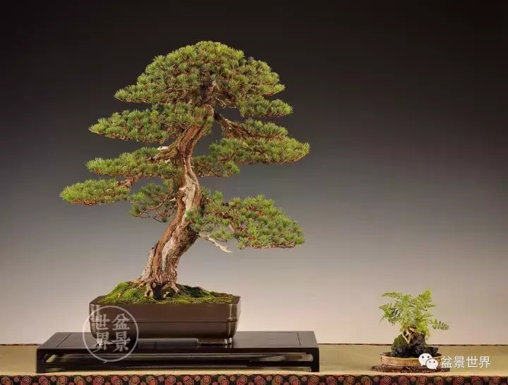 盆景世界~枯幹的講究