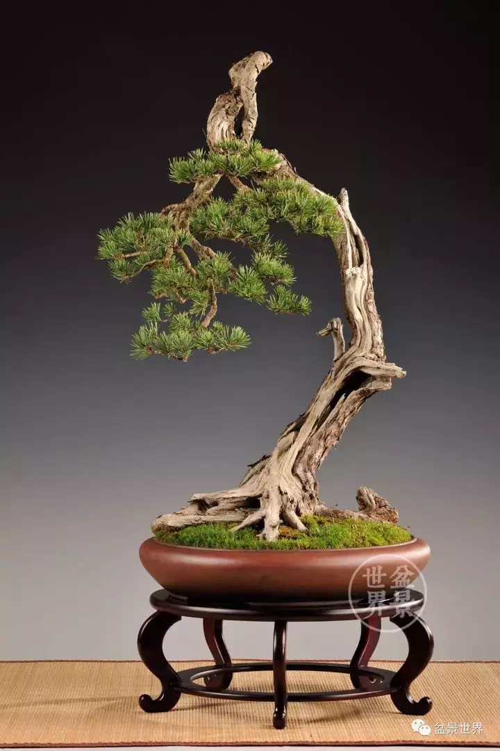 盆景世界~枯幹的講究