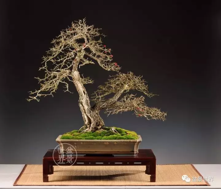 盆景世界~枯幹的講究