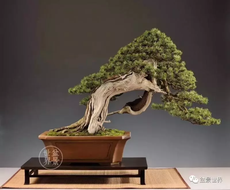 盆景世界~枯幹的講究