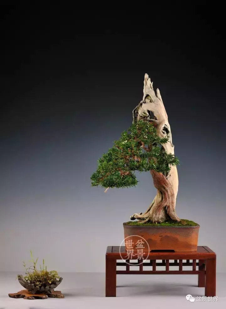 盆景世界~枯幹的講究