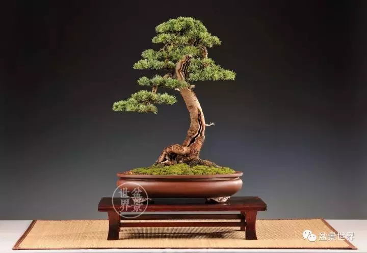 盆景世界~枯幹的講究