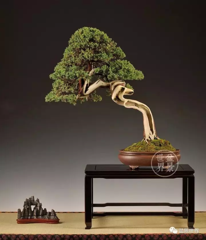 盆景世界~枯幹的講究