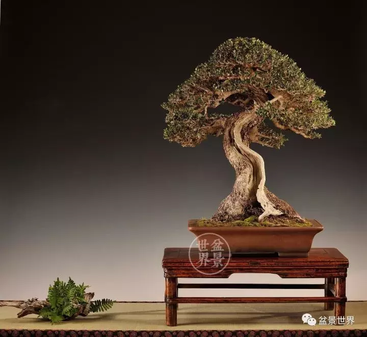 盆景世界~枯幹的講究