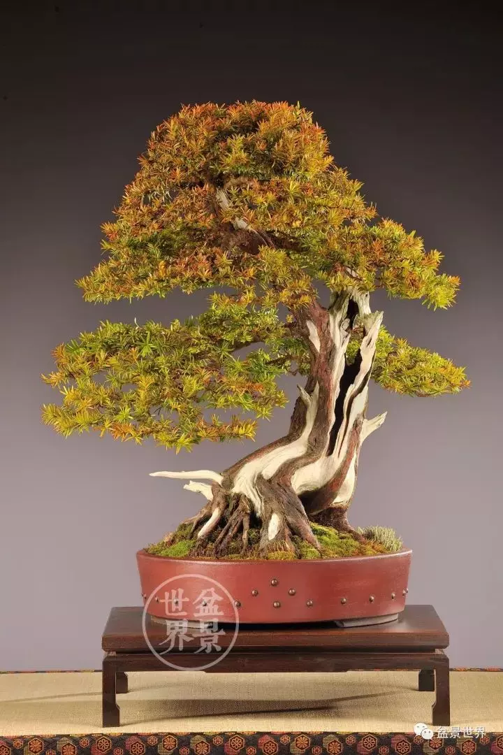 盆景世界~枯幹的講究