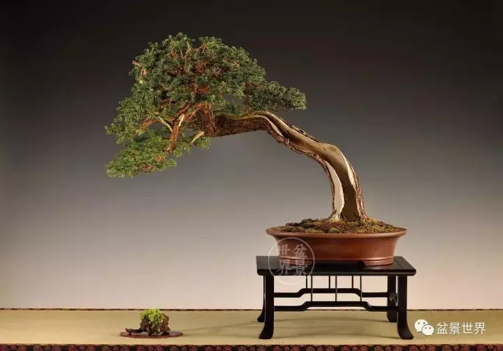 盆景世界~枯幹的講究