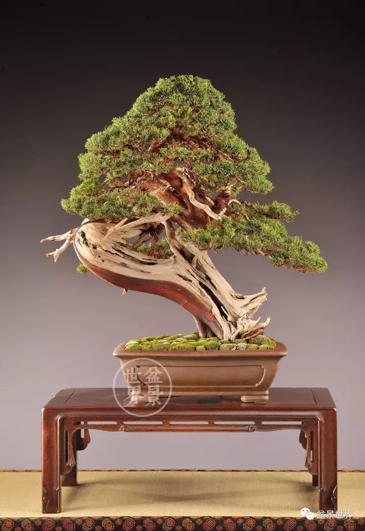 盆景世界~枯幹的講究