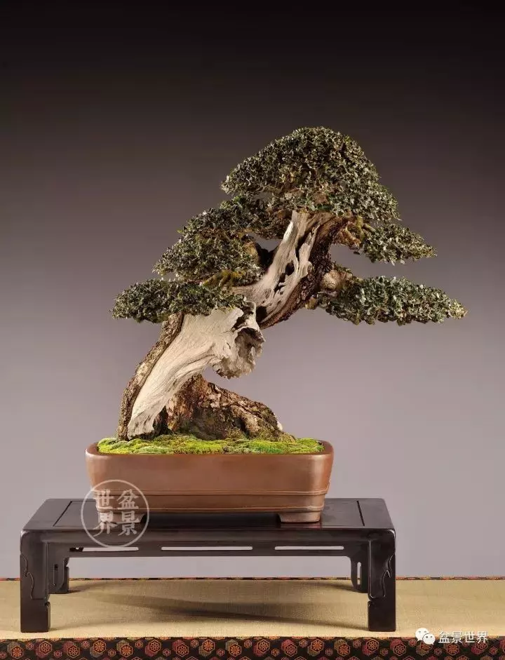 盆景世界~枯幹的講究