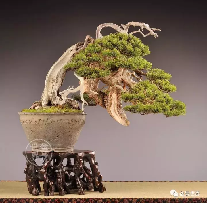 盆景世界~枯幹的講究