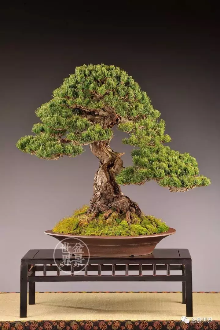 盆景世界~枯幹的講究