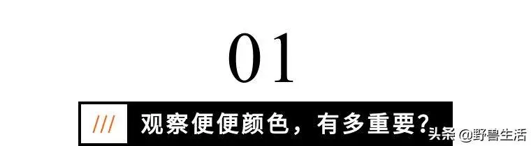 大便是健康的晴雨表!專家提醒:大便出現這些顏色,你要警惕了