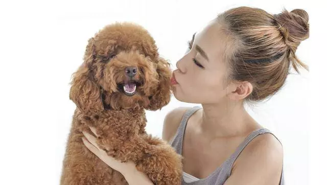 一個過來人的經驗分享:如何飼養貴賓犬?