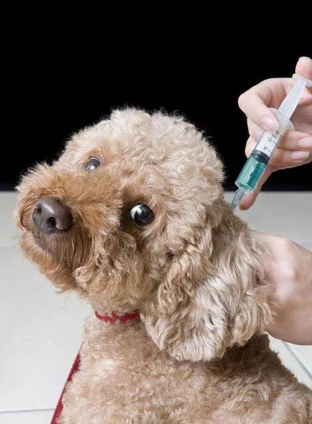 一個過來人的經驗分享:如何飼養貴賓犬?