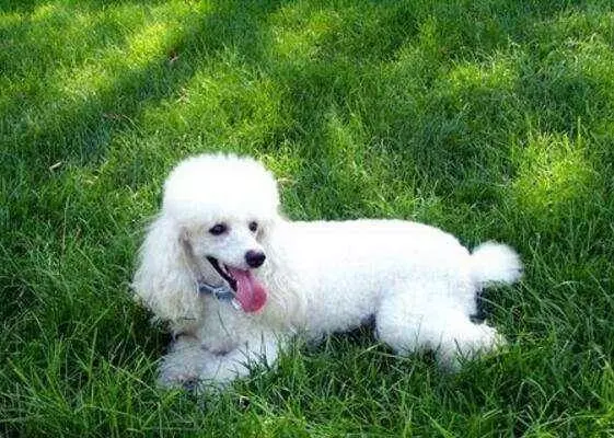 一個過來人的經驗分享:如何飼養貴賓犬?