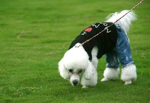 一個過來人的經驗分享:如何飼養貴賓犬?