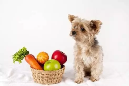 一個過來人的經驗分享:如何飼養貴賓犬?
