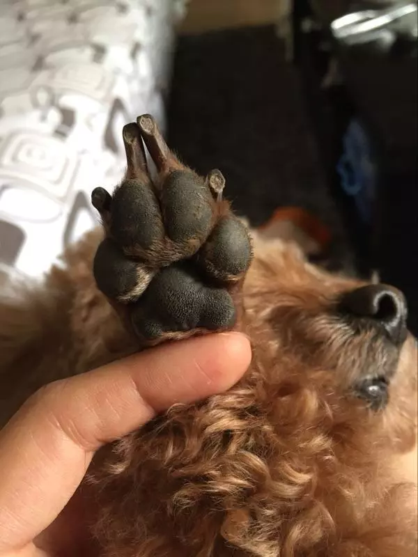 狗狗濕疹反覆煩人?其實預防最重要,而且主人重點注意狗的腳