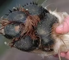 狗狗濕疹反覆煩人?其實預防最重要,而且主人重點注意狗的腳