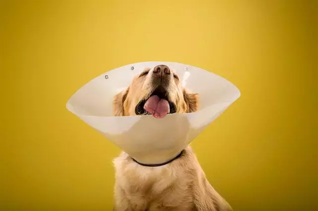 狗狗濕疹反覆煩人?其實預防最重要,而且主人重點注意狗的腳