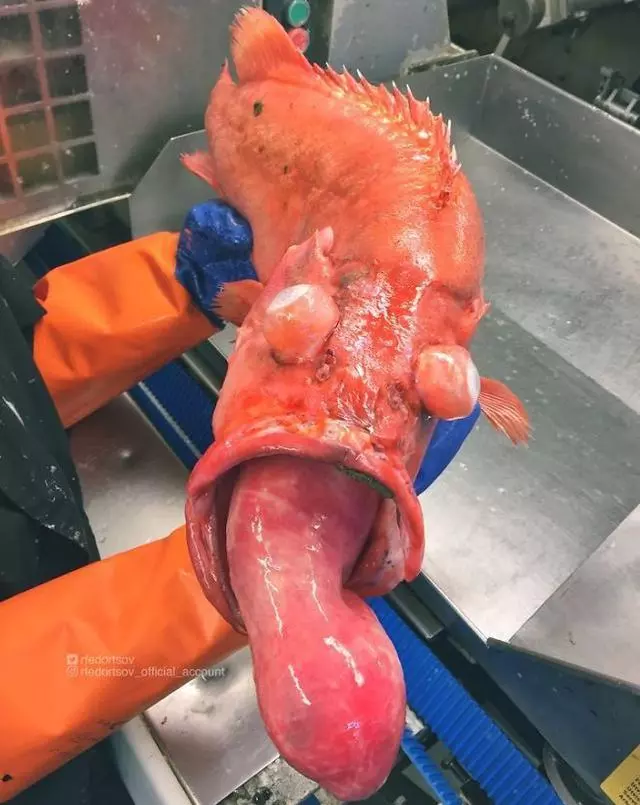 那些你絕沒見過的深海魚類,全程高能圖,大開眼界!