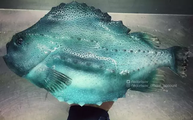 那些你絕沒見過的深海魚類,全程高能圖,大開眼界!