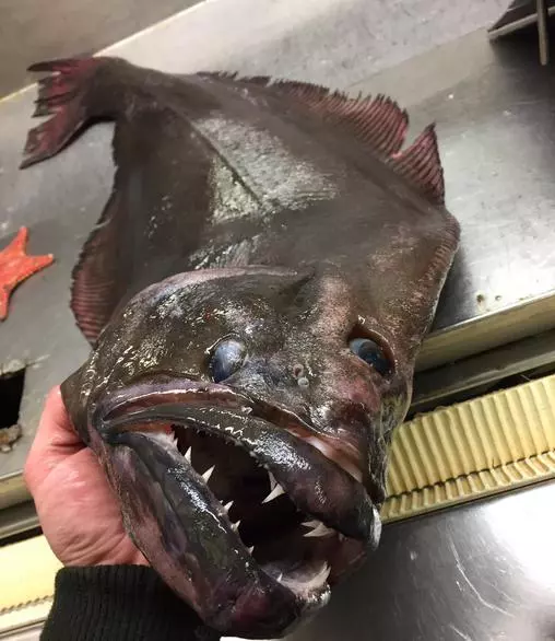 那些你絕沒見過的深海魚類,全程高能圖,大開眼界!
