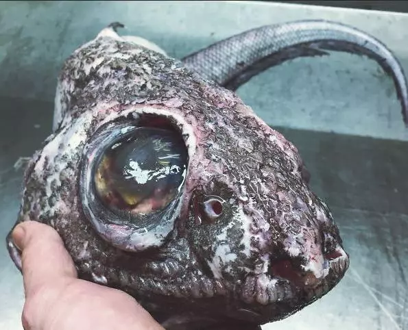那些你絕沒見過的深海魚類,全程高能圖,大開眼界!