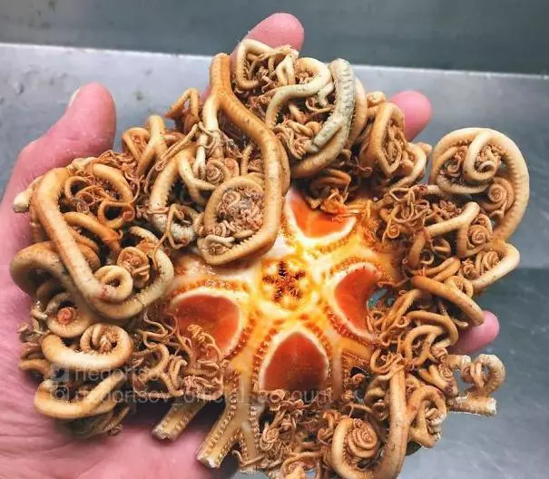 那些你絕沒見過的深海魚類,全程高能圖,大開眼界!