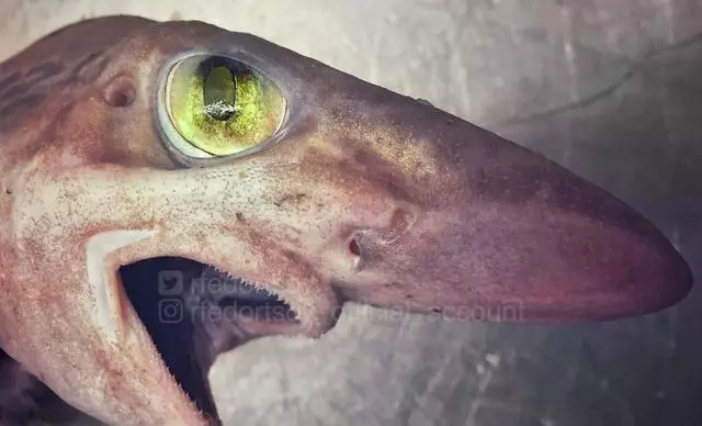 那些你絕沒見過的深海魚類,全程高能圖,大開眼界!